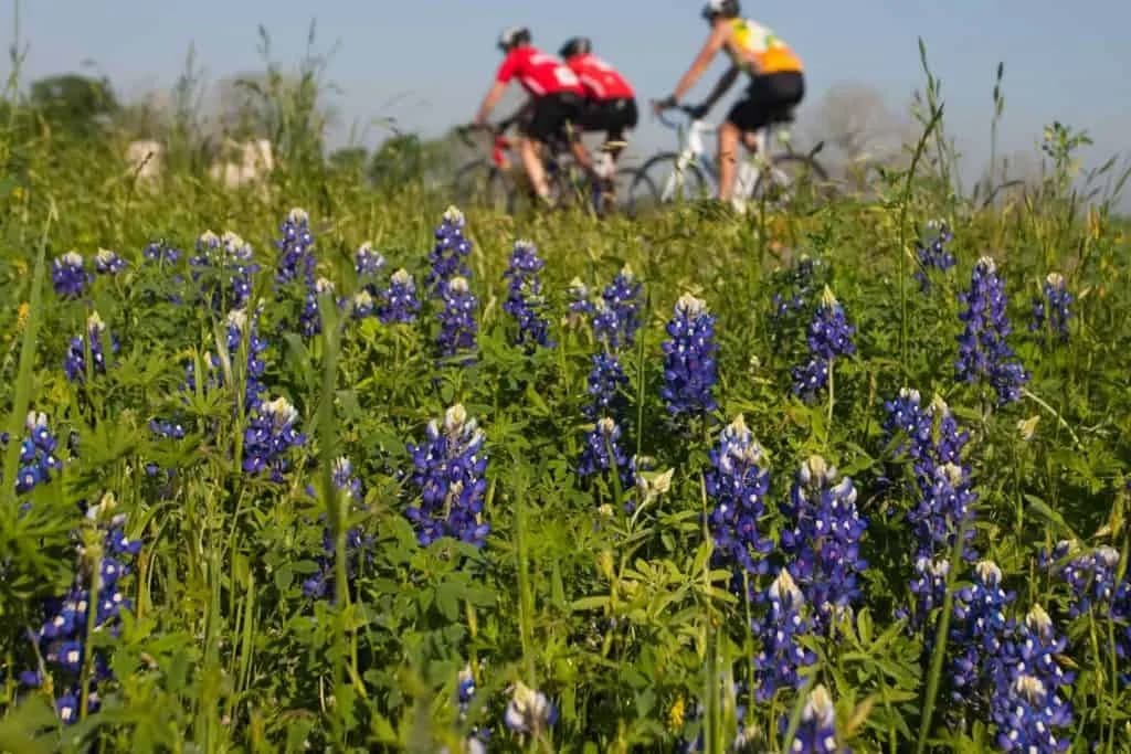 Bluebonnet Express