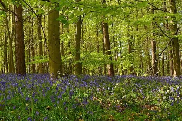 Dukeries