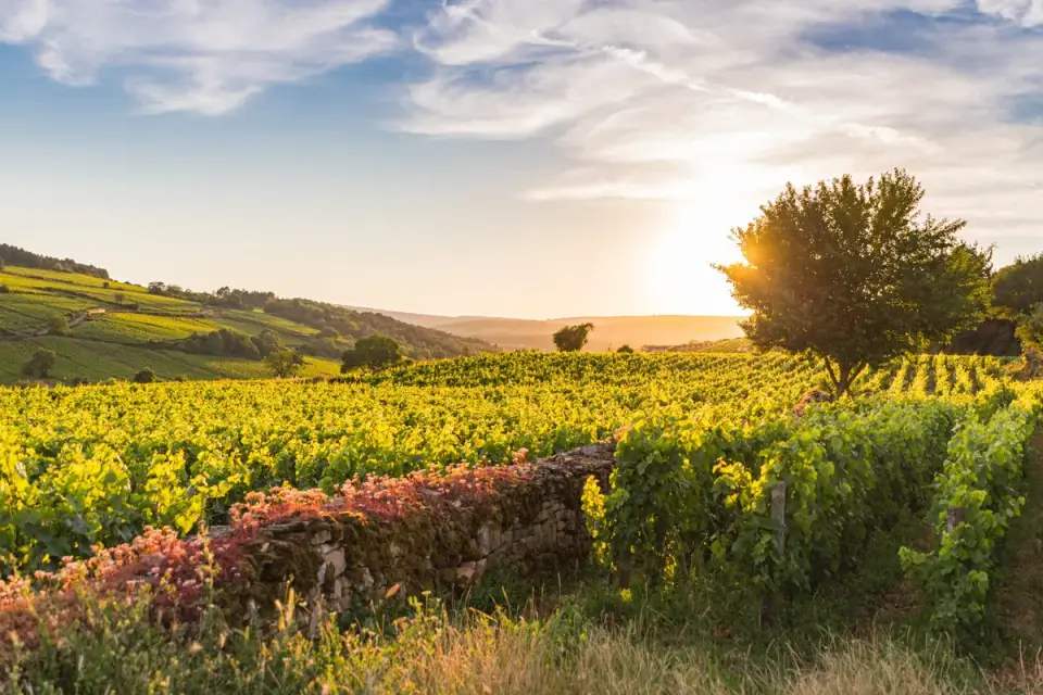 Ultra-Beaujolais Villages Trail